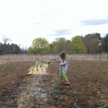 watering onions