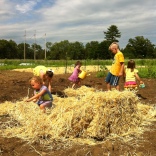 mulching the corn